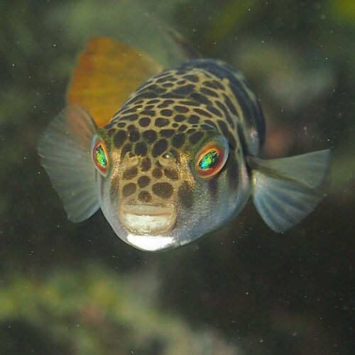 Tetractenos glaber