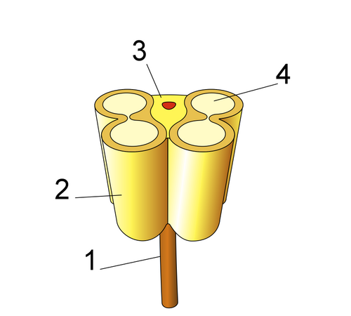 رسم تخطيطي للمتك في مقطع عرضي. 1: الخيط؛ 2: الغلاف؛ 3: النسيج الضام (الأوعية الناقلة باللون الأحمر)؛ 4: كيس حبوب اللقاح