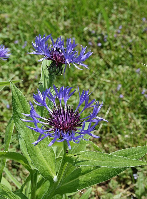 زهرة الذرة (Centaurea cyanus)