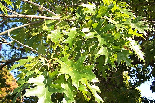 أوراق شجرة البلوط الإهليلجي (Quercus ellipsoidalis)