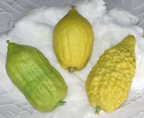 ثلاثة أنواع من الأترج (Citrus medica المقبول للاستخدام في الطقوس اليهودية) وهي جميعها أنواع حقيقية غير مهجنة من الأترج
