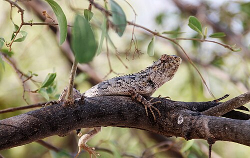 سحلية من صحراء ثار