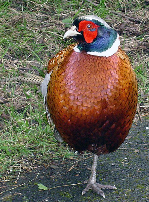 طائر التدرج الشائع (Phasianus colchicus) ذكر ذو زوائد لحمية حمراء زاهية على الوجه
