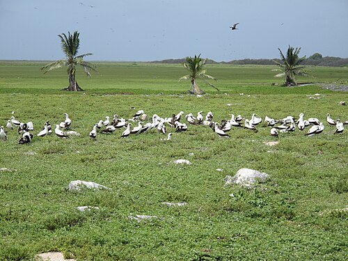 صدور مغطاة