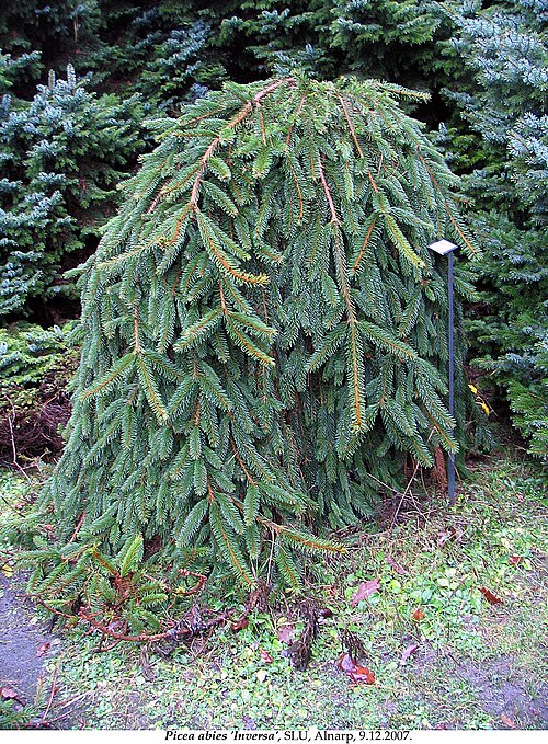 Picea abies 'Inversa'