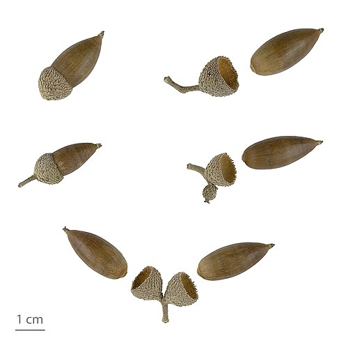 Quercus ilex, MHNT