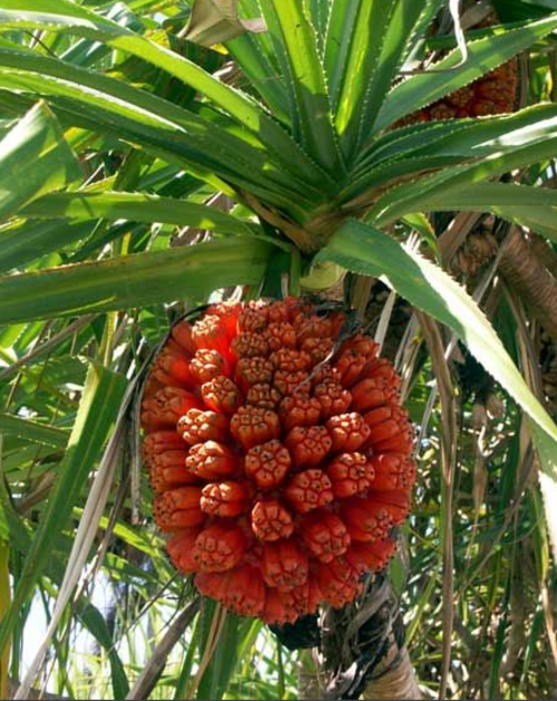 الفاكهة الناضجة من Pandanus odoratissimus. مدينة إيلويلو، الفلبين.