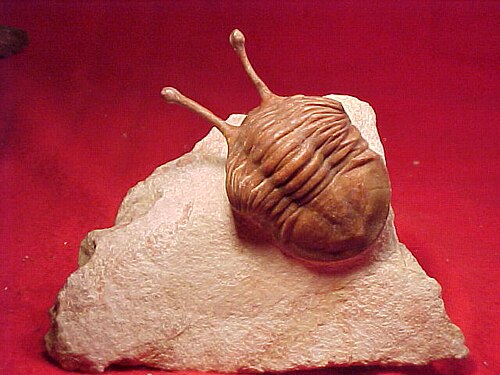 ثلاثية الفصوص المتحجرة، Asaphus kowalewskii