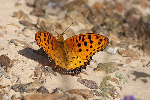 أرجينيس هايبربيوس من وادي الوريعة، الإمارات العربية المتحدة