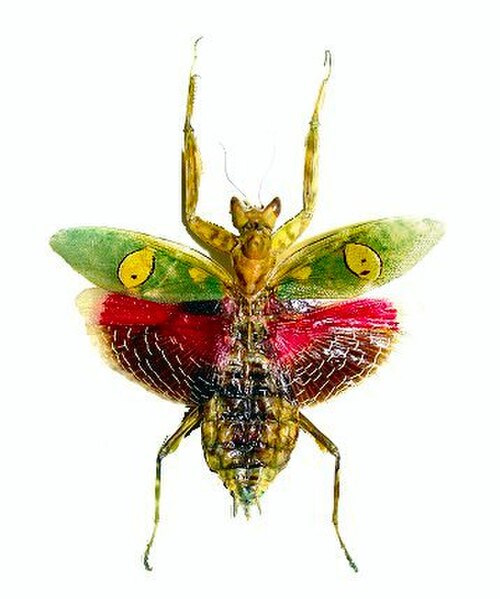 فرس النبي الزهري المرصع بالجواهر، Creobroter gemmatus: تفتح أجنحتها ذات الألوان الزاهية فجأة في عرض مرعب لإخافة الحيوانات المفترسة.
