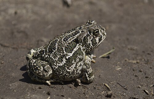 ضفدع السهول الكبرى (Anaxyrus cognatus)