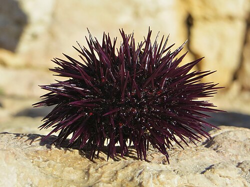 Paracentrotus lividus، قنفذ البحر العادي (Euechinoidea، infraclass Carinacea)