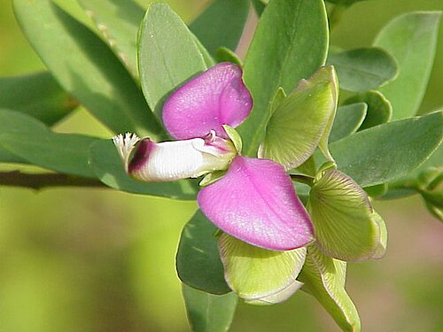 نبات الحليب (Polygala myrtifolia) من الفصيلة البوليغالية