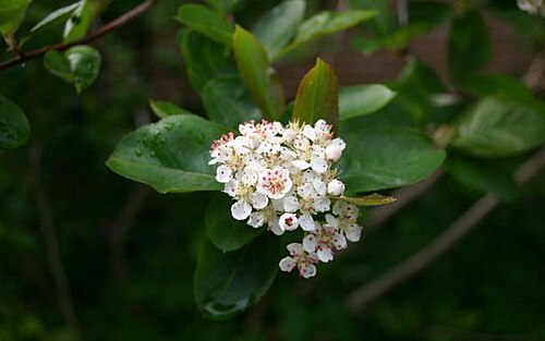 أزهار وأوراق الأرونيا (Aronia melanocarpa)