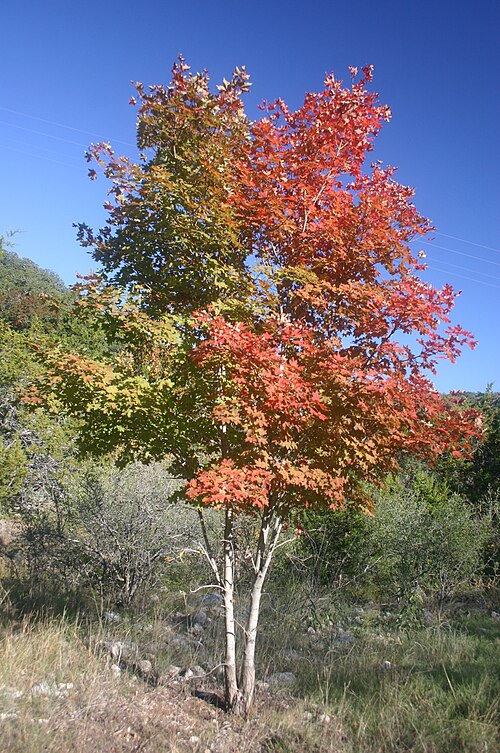 شجرة القيقب كبيرة الأسنان (Acer grandidentatum) بألوان الخريف