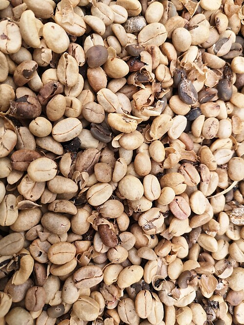 بذور البن المخمرة