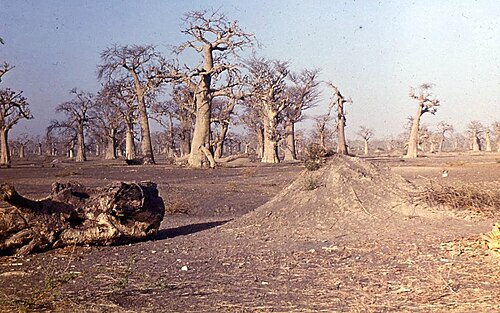 بستان من أشجار الباوباب
