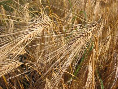 سنابل الشعير الناضجة (Hordeum vulgare)