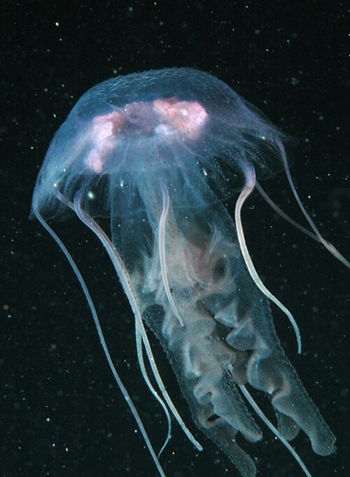 Pelagia noctiluca، scyphozoan