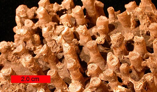 مرجان صفائحي (من عائلة السيرينجوبوريات)؛ حجر جيري بون (العصر الكربوني السفلي) بالقرب من هيواس، أركنساس، مقياس الرسم 2.0 سم