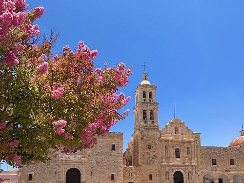 نبات الكريب ميرتل خلال فصل الصيف في سومبريريتي، المكسيك