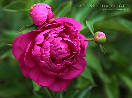 Paeonialactiflora 'Da Fu Gui'، مزهرة مزدوجة