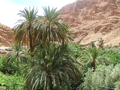 نخيل التمر مزروع في المغرب