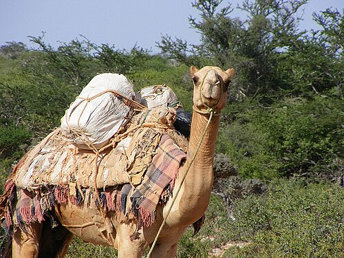 جمل يحمل أمتعة مربوط بسلسلة