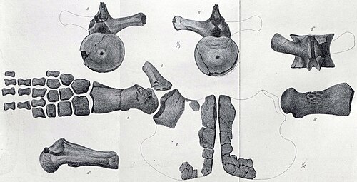 رسم لعظام مختلفة