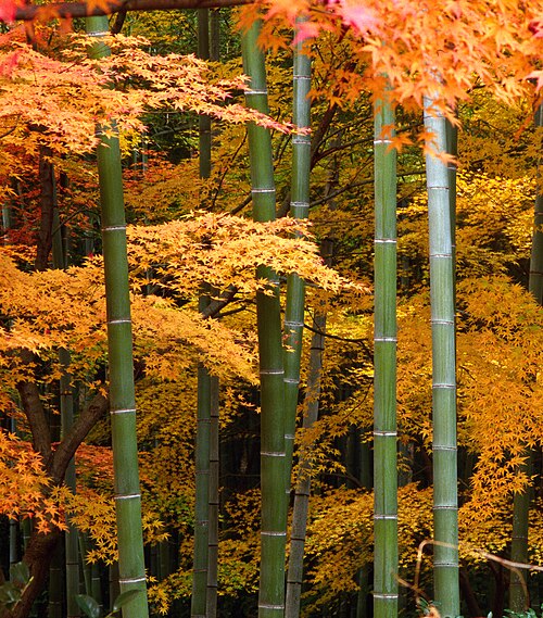 أشجار القيقب الياباني (Acer palmatum) والخيزران في اليابان