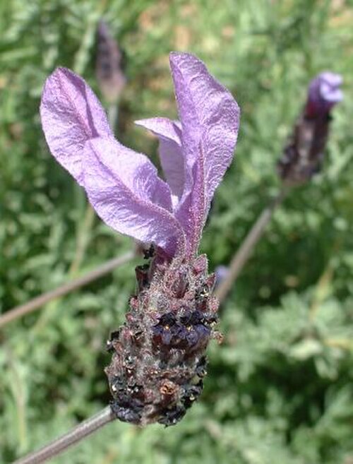 زهرة الخزامى المزروع؛ Lavandula stoechas