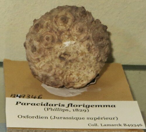 Paracidaris florigemma (Polycidaridae، أحفورة)