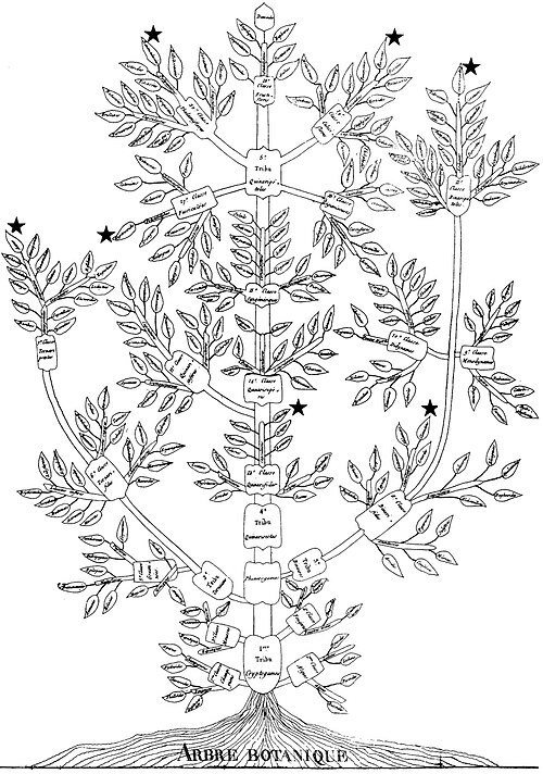 أوغسطين أوجييه 1801 Arbre botanique ("الشجرة النباتية")