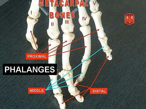 Phalanges