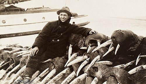صياد يجلس على عشرات من حيوانات الفظ التي قُتلت من أجل أنيابها، 1911