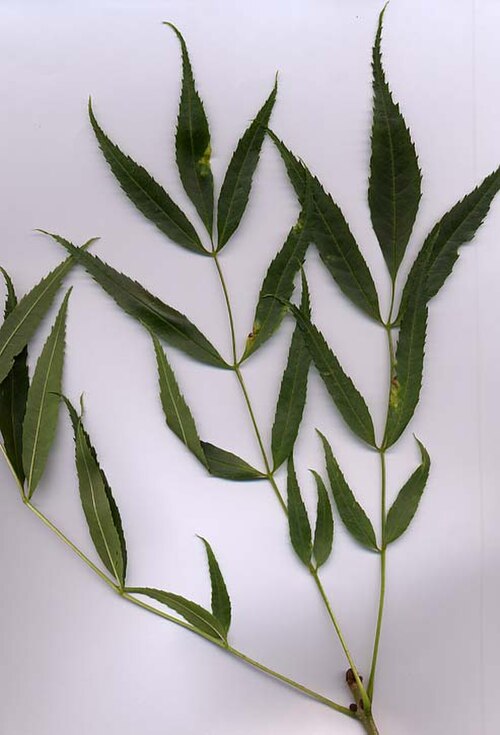 برعم مورق من نبات F. angustifolia