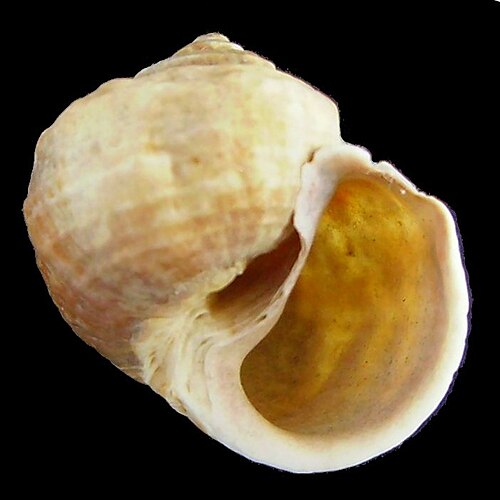 صدفة من نوع Amphibola crenata، منظر من الأسفل