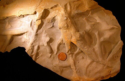 Palaeophycus ichnosp.؛ أحفورة أثرية من تكوين لوجان (العصر الكربوني السفلي) في ووستر، أوهايو