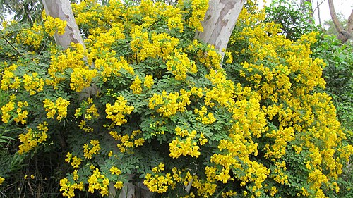 سينا بندولا (كاسيا عيد الفصح)