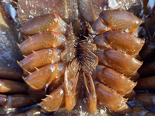 Limulus polyphemus 397145247