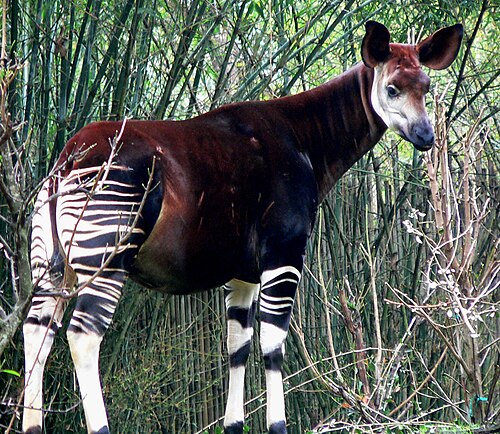 رمز
