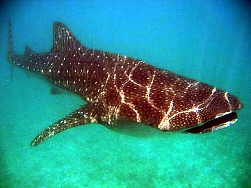 قرش الحوت (Rhincodon typus)