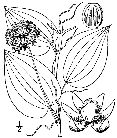 زهرة الجيف، S. herbacea