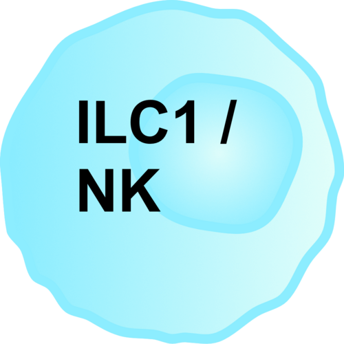 رسم توضيحي لخلية ILC1/NK