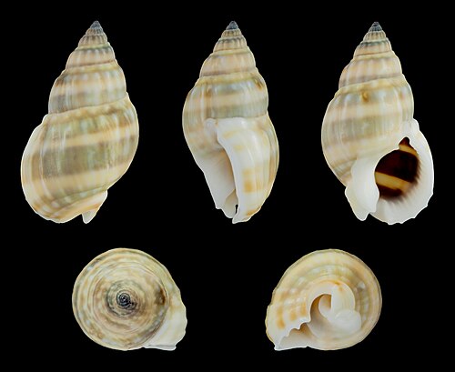 Nassarius (Niotha) distortus (الشكل الأملس)