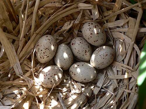 عش طائر G. c. chloropus مع مجموعة صغيرة من البيض في ويلجينهوك، ديرليك (بلجيكا)