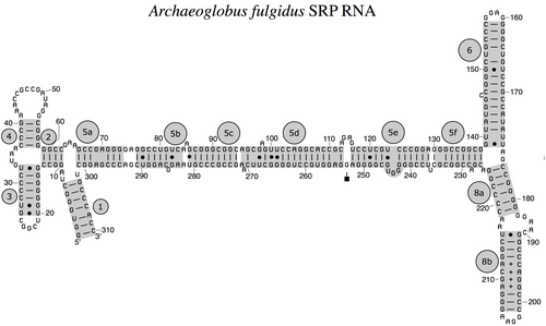 الأثرية SRP RNA Archaeoglobus fulgidus