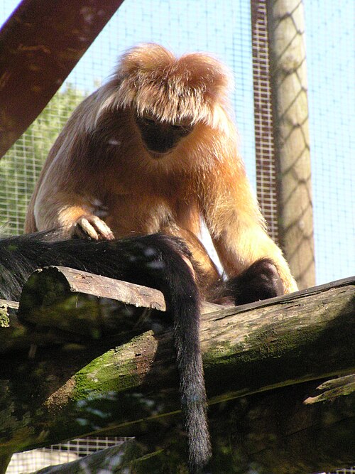 Javan lutung Trachypithecus auratus auratus (ضوء مورف) حديقة حيوان تويكروس، أغسطس 2006