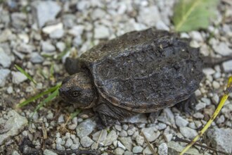Young juvenile, on a hiking path at Illinois Beach State Park