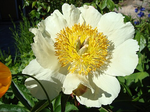 Paeonia ×arendsii 'كلير دي لون'،زهرة واحدة